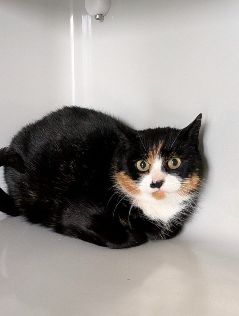 Nixe (Freigängerin)