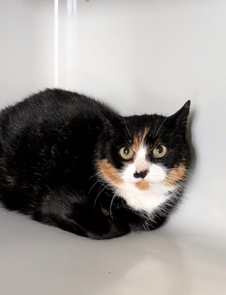 Nixe (Freigängerin)