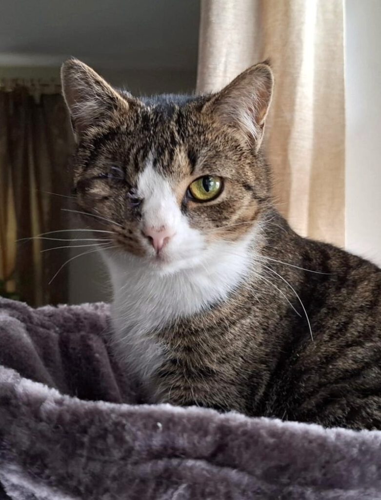 Alle unsere Katzen - Übersicht