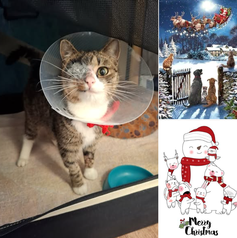 Plinky - ein Weihnachtsmär- äh ... Weihnachtsmädchen