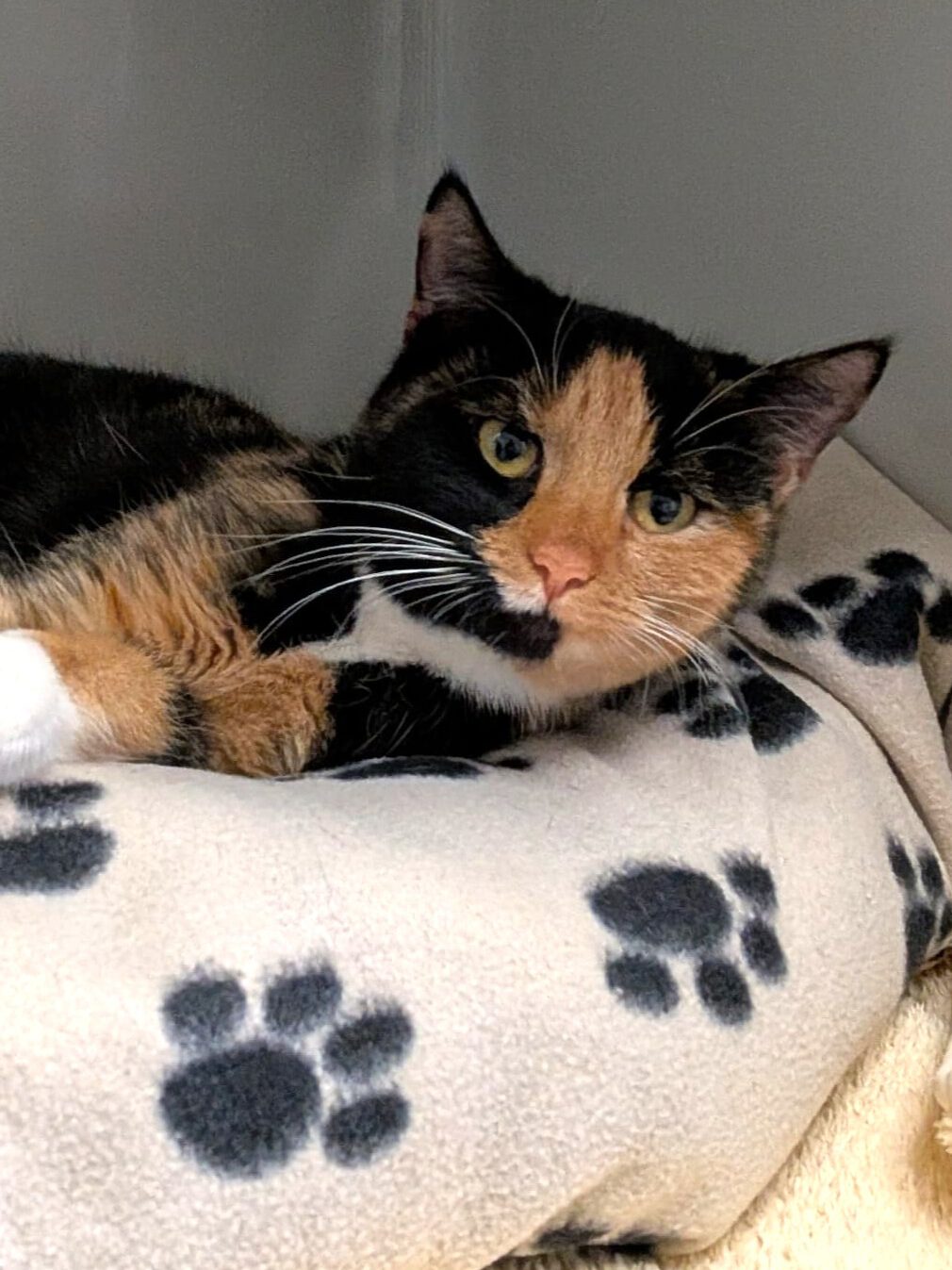 Alle unsere Katzen - Übersicht