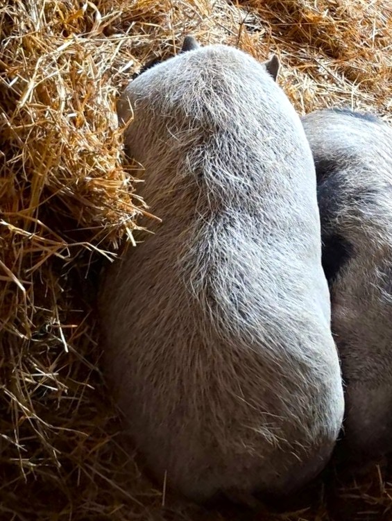 Alle unsere Stalltiere - Übersicht