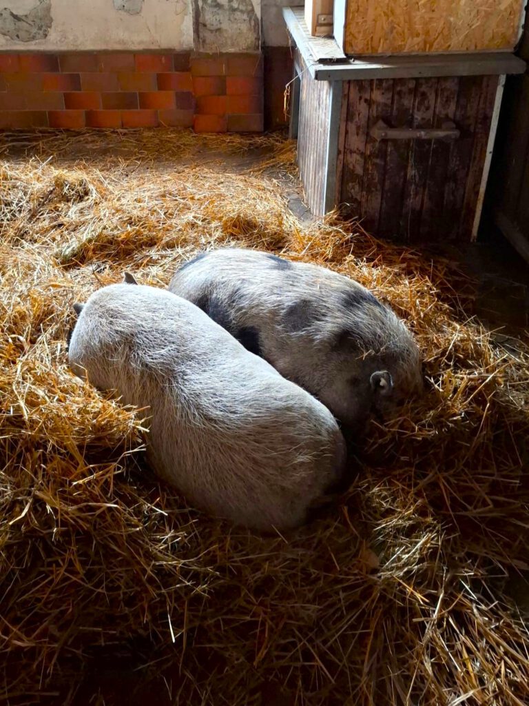 Barbara Bratwurst & Helga Hackfleisch suchen Zuhause mit Freigang!!!