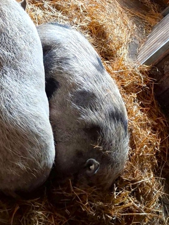 Alle unsere Stalltiere - Übersicht