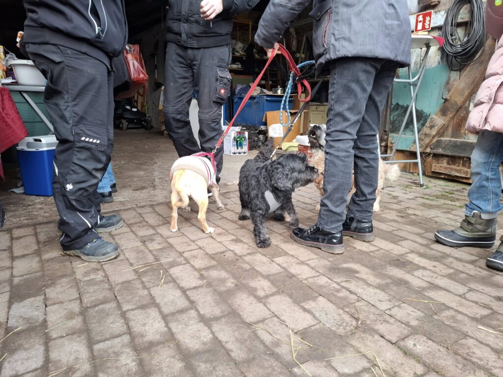 Das war unsere Tierweihnacht