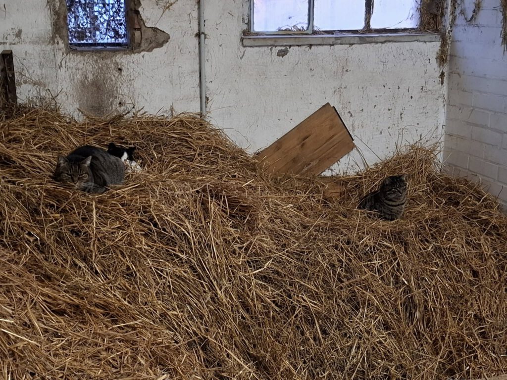 Das war unsere Tierweihnacht