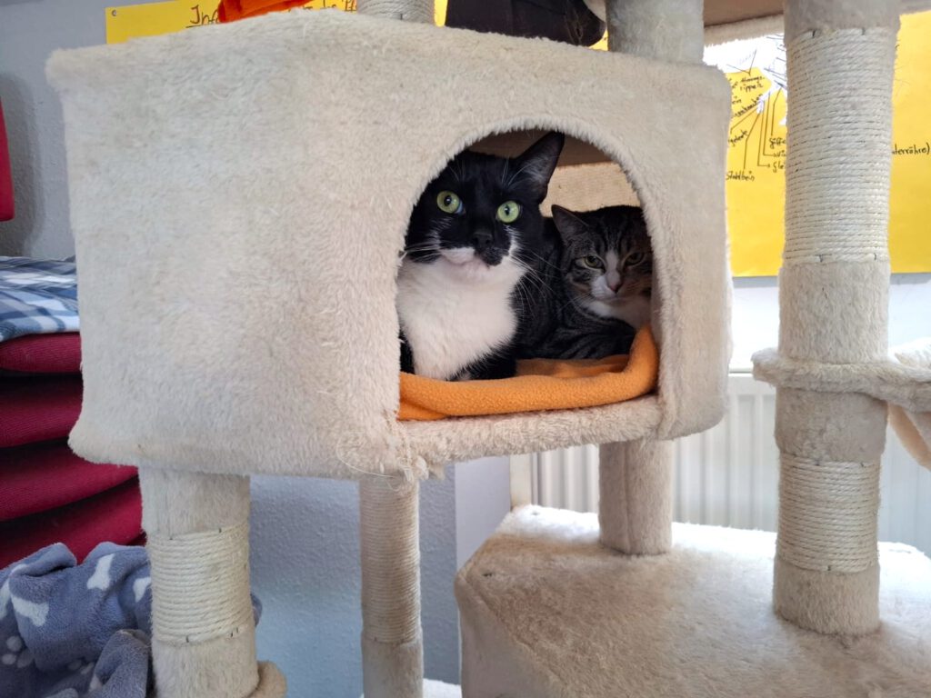 Schmuse-Wackel-Bärchen Colin