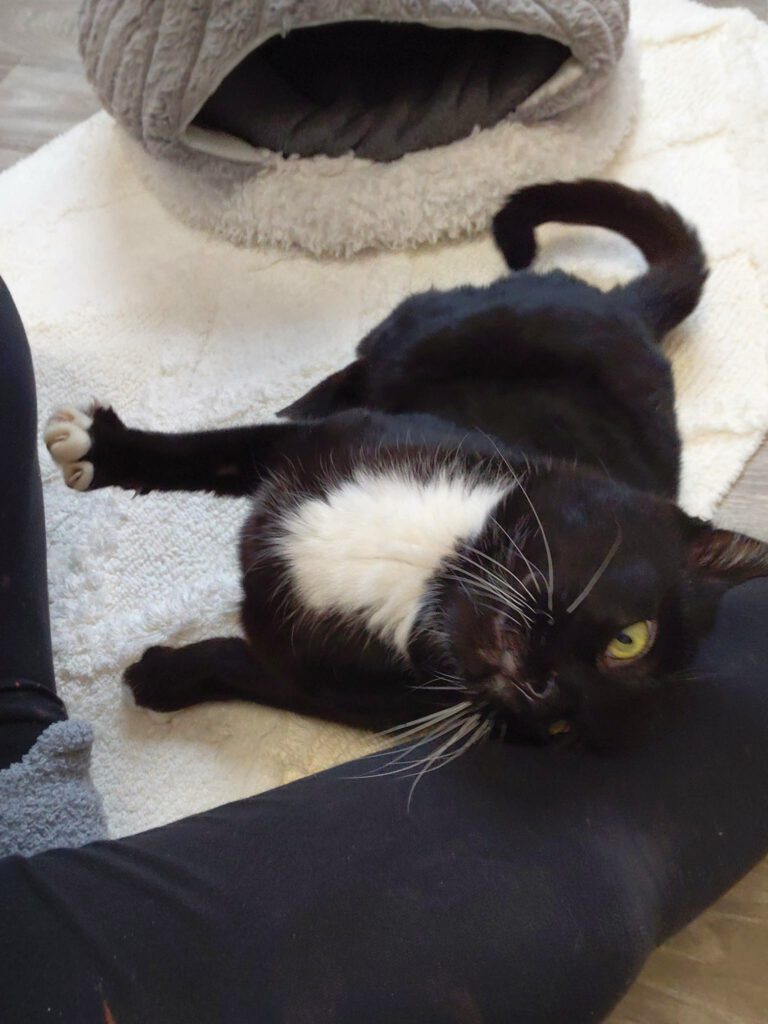 Moonpay braucht finanzielle Paten!