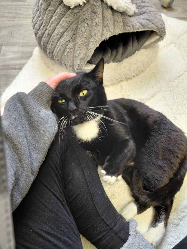 Moonpay braucht finanzielle Paten!