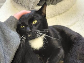 Moonpay braucht finanzielle Paten!