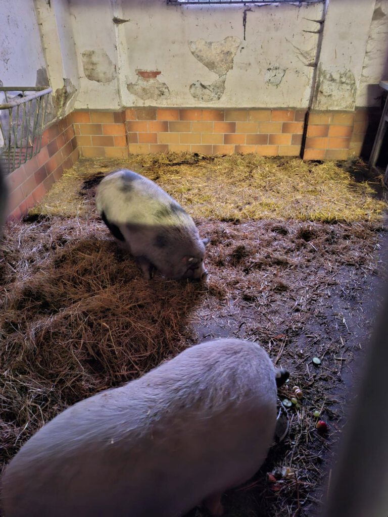 Barbara Bratwurst & Helga Hackfleisch suchen Zuhause mit Freigang!!!