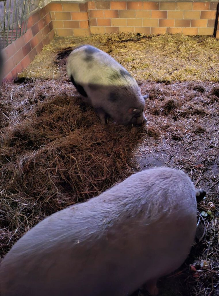 Barbara Bratwurst & Helga Hackfleisch suchen Zuhause mit Freigang!!!