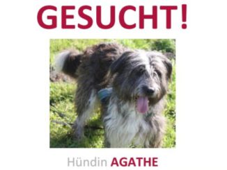 VERMISST: Agathe in 17392 Boldekow