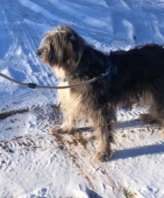 VERMISST: Agathe in 17392 Boldekow