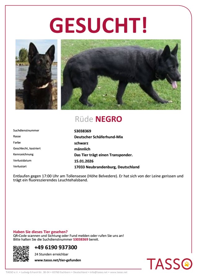 Schwarzer Schäfermix Negro in 17033 NB entlaufen!