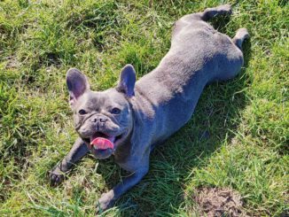 Vermittlungshilfe für Frz. Bulldogge Freya (170xx NB)