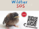 App "Wildtier SOS" ab März 2026 verfügbar