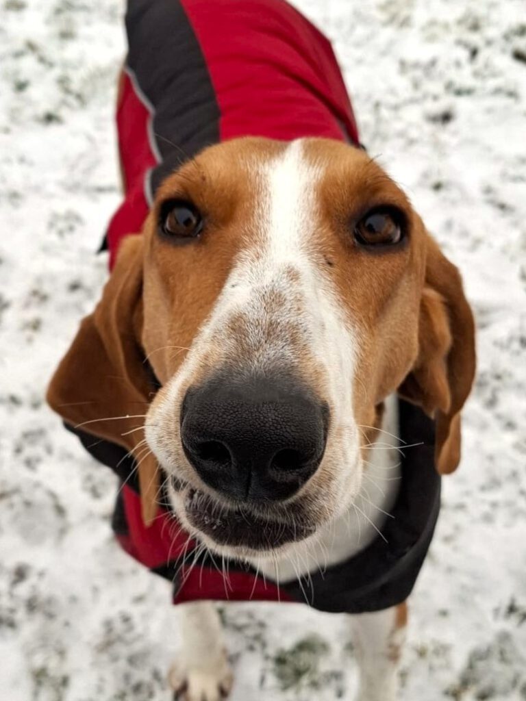 Alle unsere Hunde - Übersicht