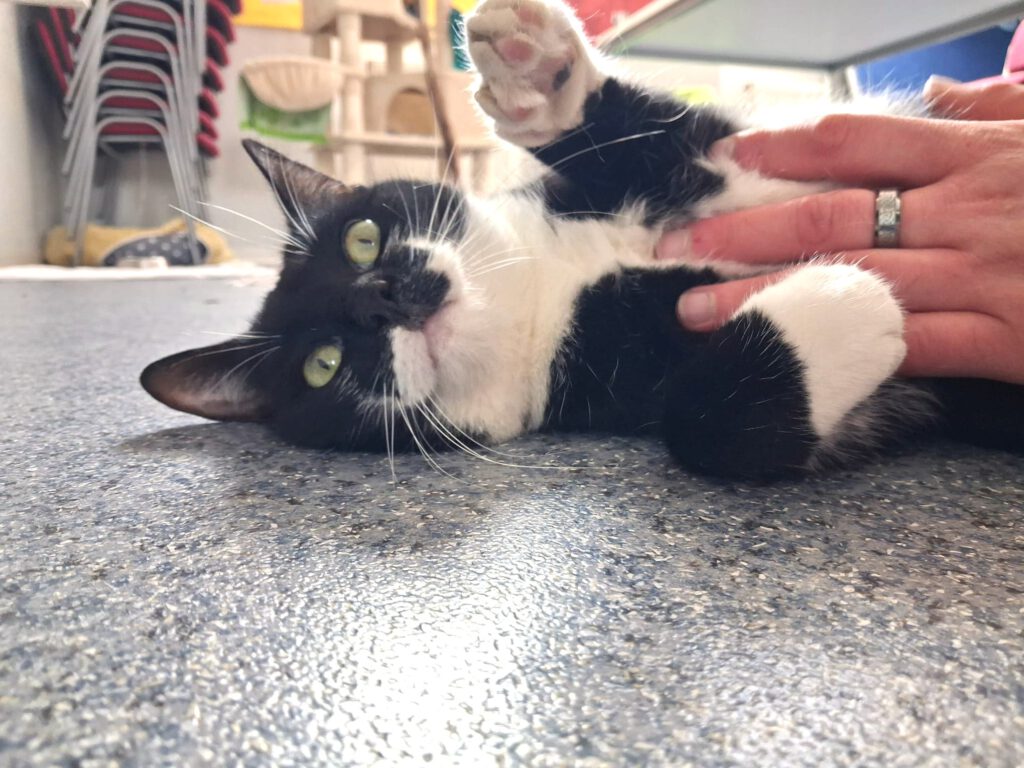 Schmuse-Wackel-Bärchen Colin