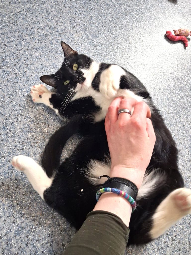 Schmuse-Wackel-Bärchen Colin