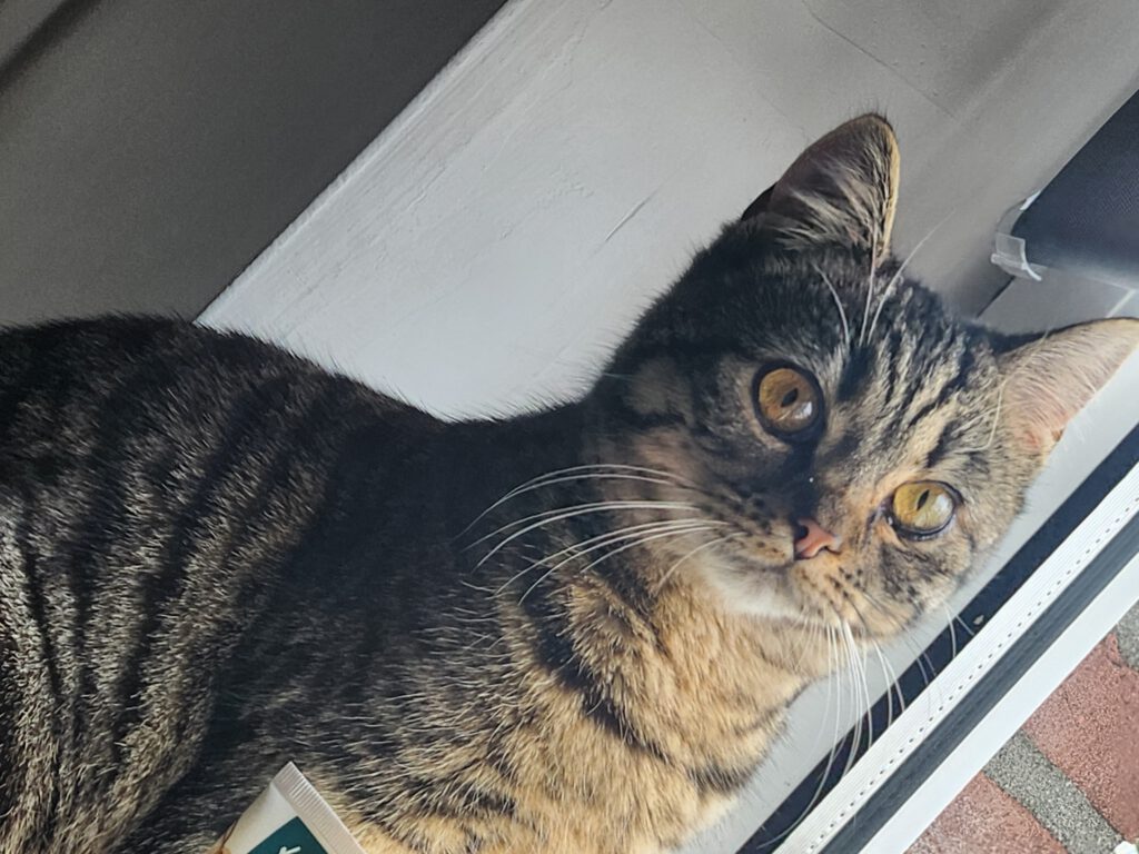 Fuchsi - Wir lieben sie!