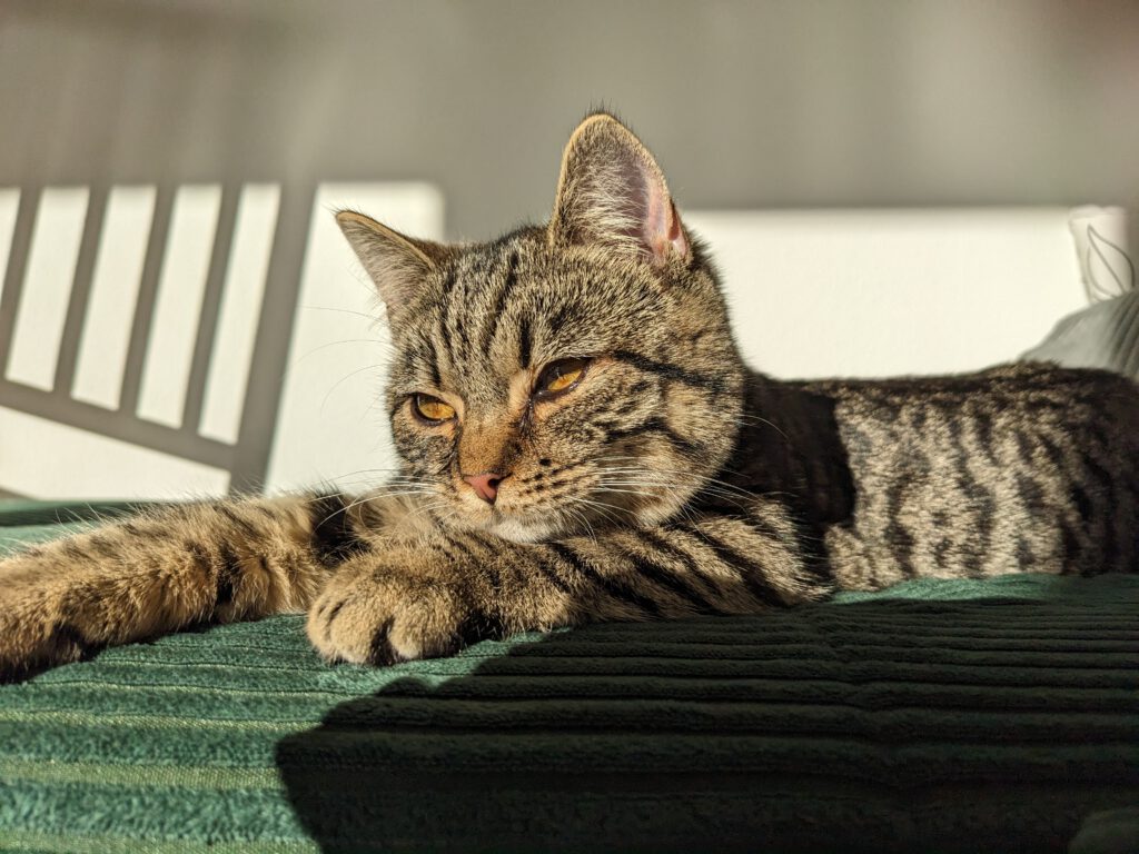 Fuchsi - Wir lieben sie!