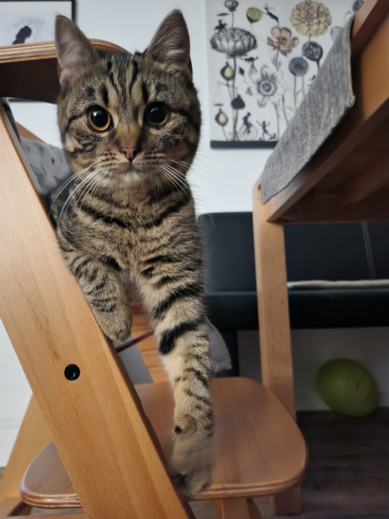 Fuchsi - Wir lieben sie!