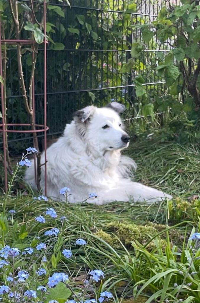 Fly free lieber Opi Ice