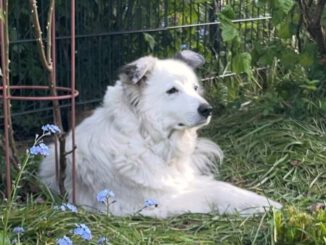 Fly free lieber Opi Ice