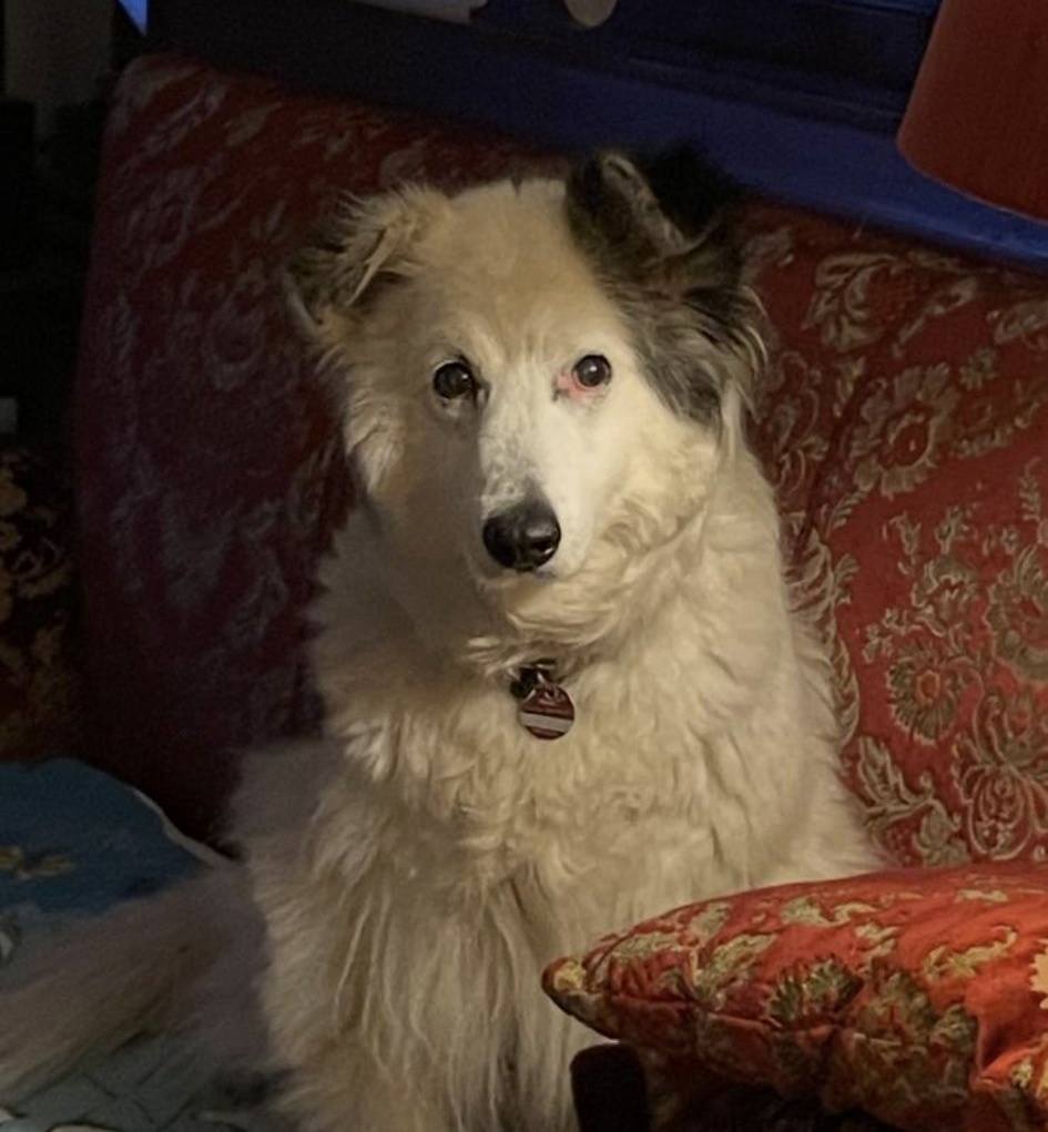 Fly free lieber Opi Ice