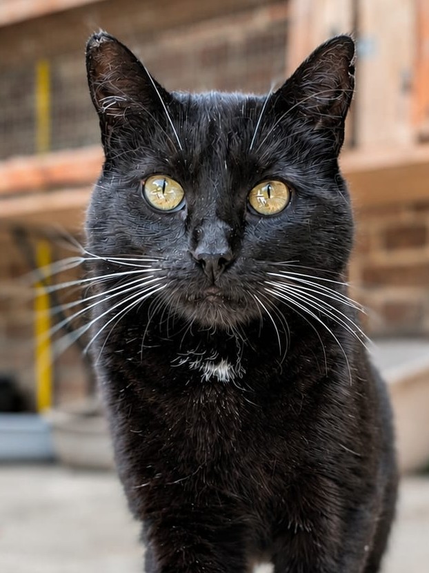 Alle unsere Katzen - Übersicht