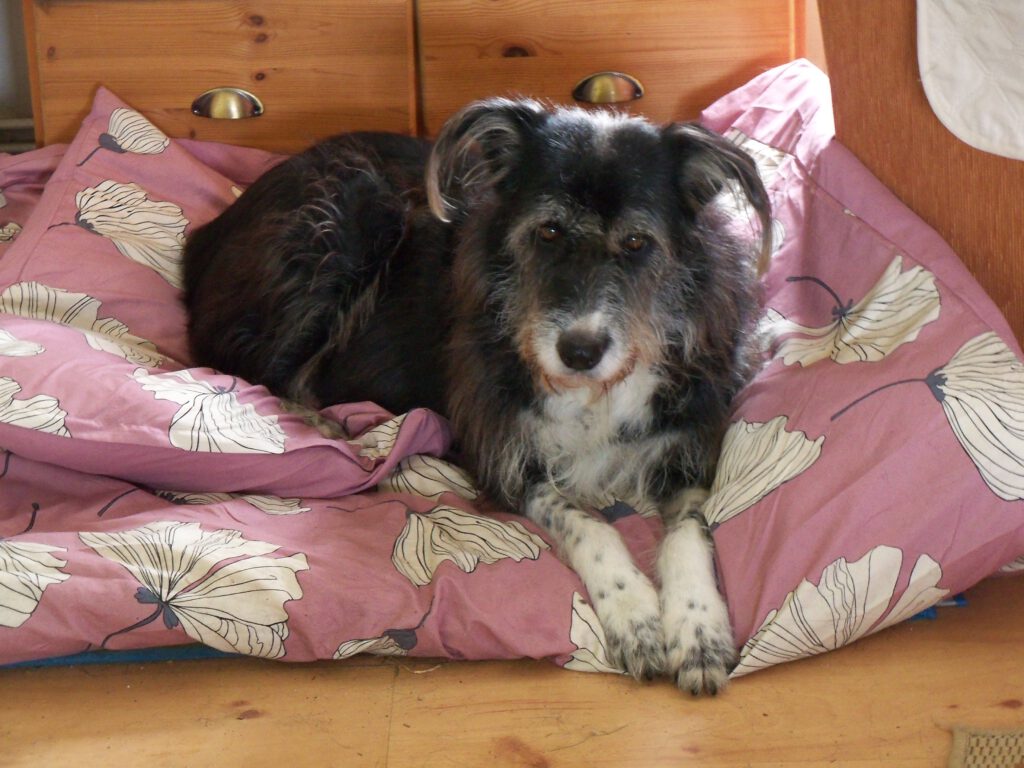 Smilla - Hund meines Herzens