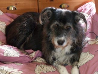 Smilla - Hund meines Herzens