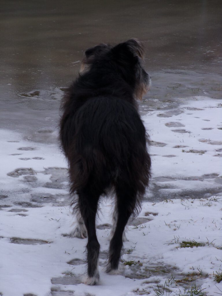 Smilla - Hund meines Herzens