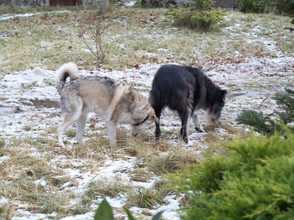 Smilla - Hund meines Herzens