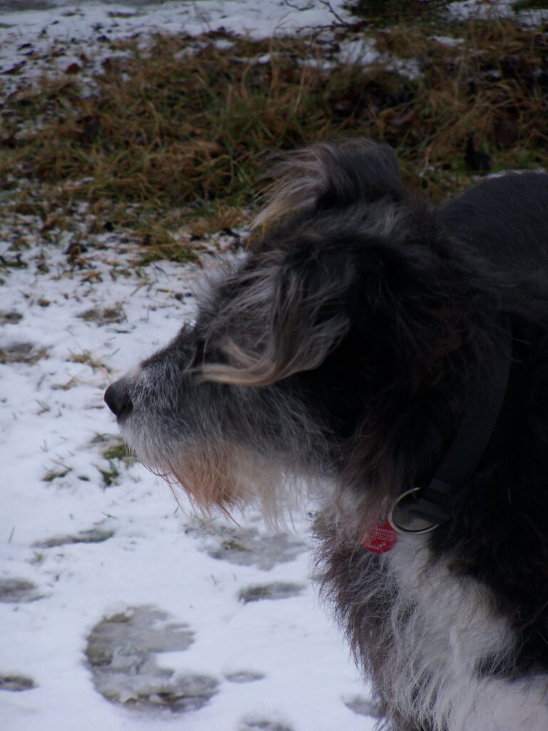 Smilla - Hund meines Herzens