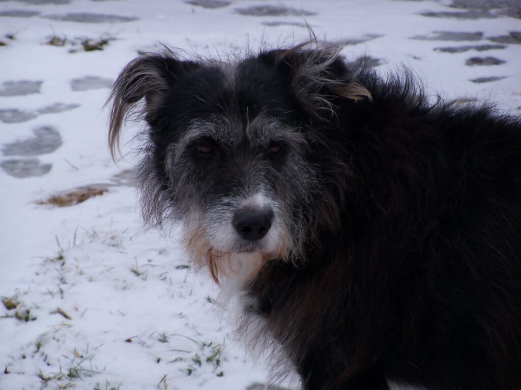 Smilla - Hund meines Herzens