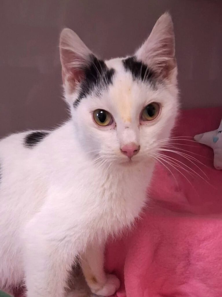 Alle unsere Katzen - Übersicht