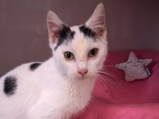 Patientchen Anthony braucht finanzielle Paten!