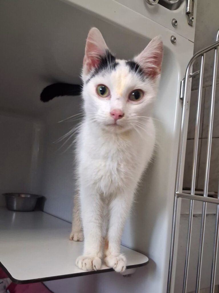 Patientchen Anthony braucht finanzielle Paten!