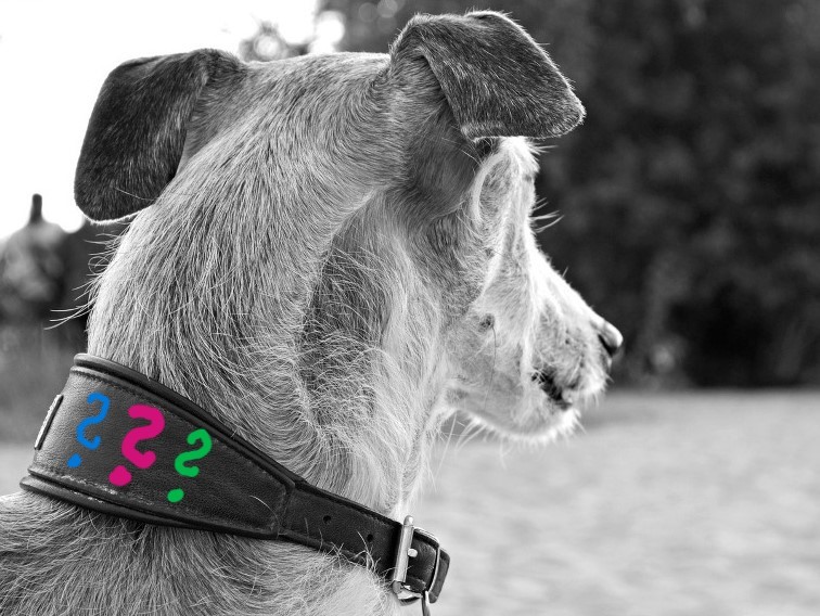 Aktuelle Info zu Fundtieren im Amtsbereich Friedland