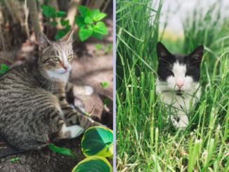 Logan & Nanouk im Grünen