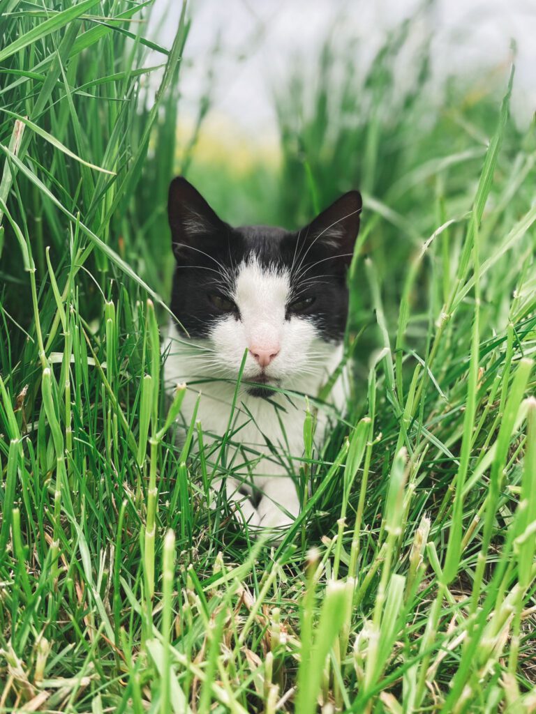 Logan & Nanouk im Grünen