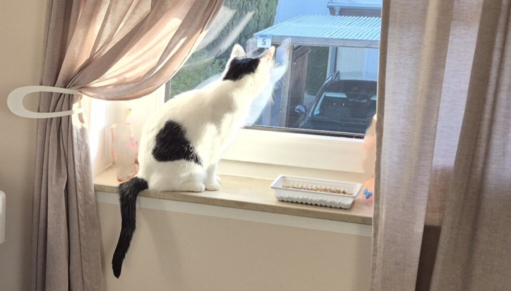 Lotta fühlt sich pudelwohl