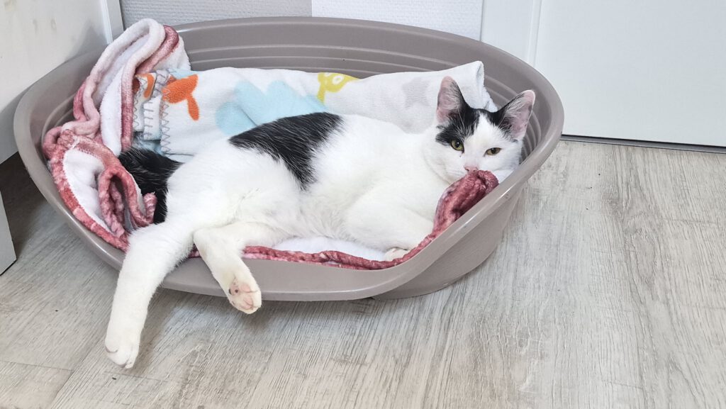 Lotta fühlt sich pudelwohl