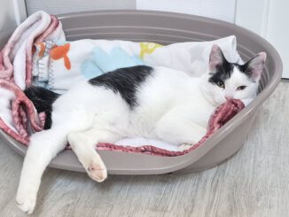 Lotta fühlt sich pudelwohl