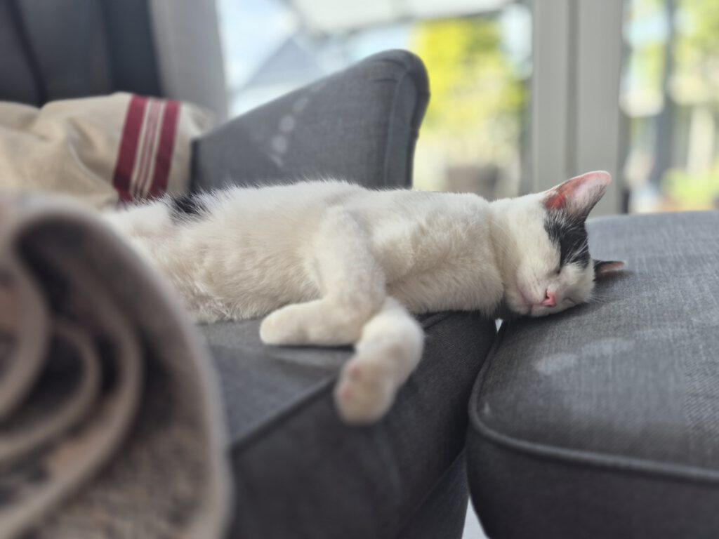 Lotta fühlt sich pudelwohl