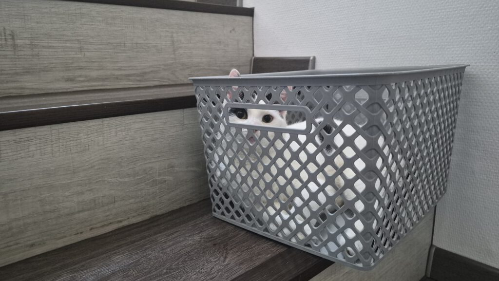 Lotta fühlt sich pudelwohl