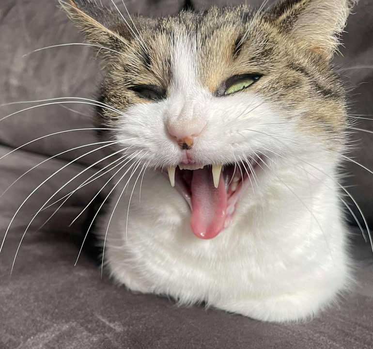 Verkuschelte Grüße von Mina