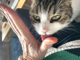 Verkuschelte Grüße von Mina